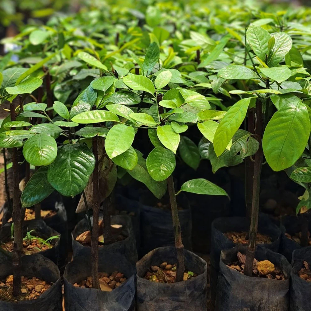 Jaifal Tree Plant