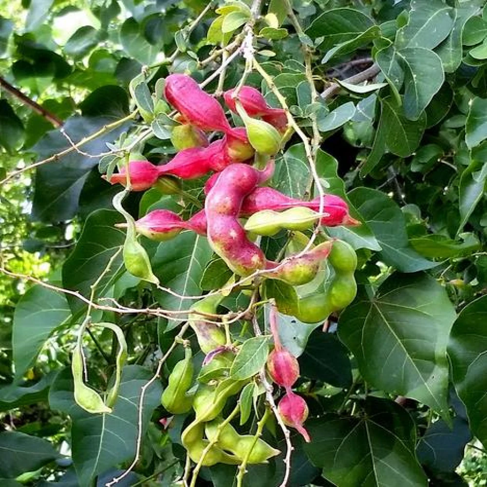 Jelebi Fruit Tree Plant