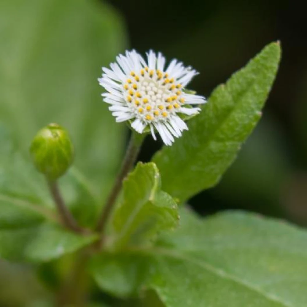 Kalokeshi or Keshraj Tree Plant