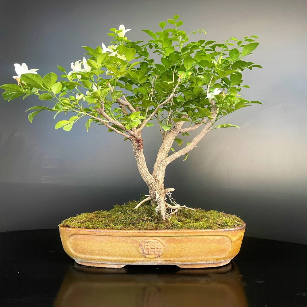 Kamini Bonsai