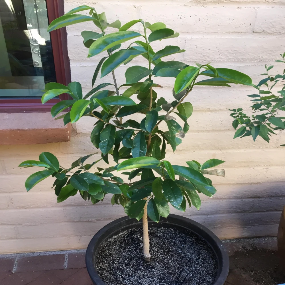 Karosol Tree-Cancer Killer