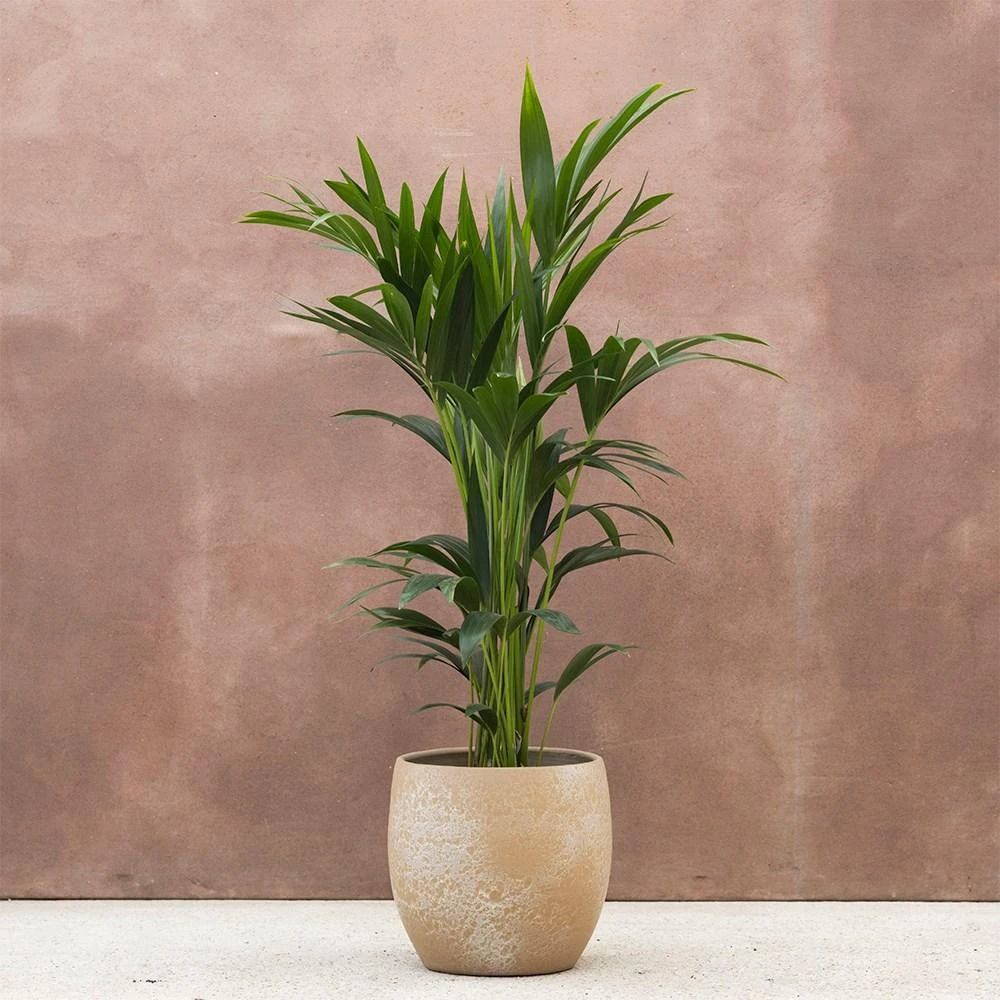 Kentia Palm