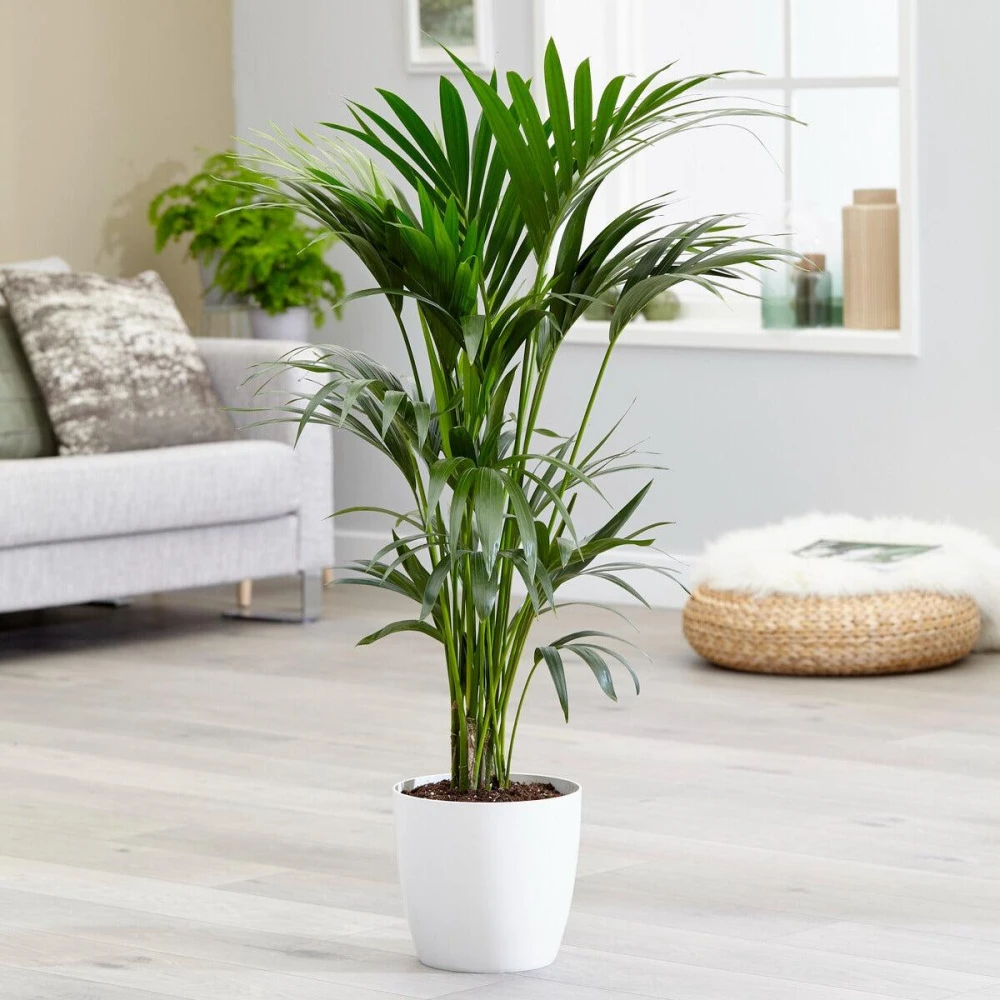 Kentia Palm