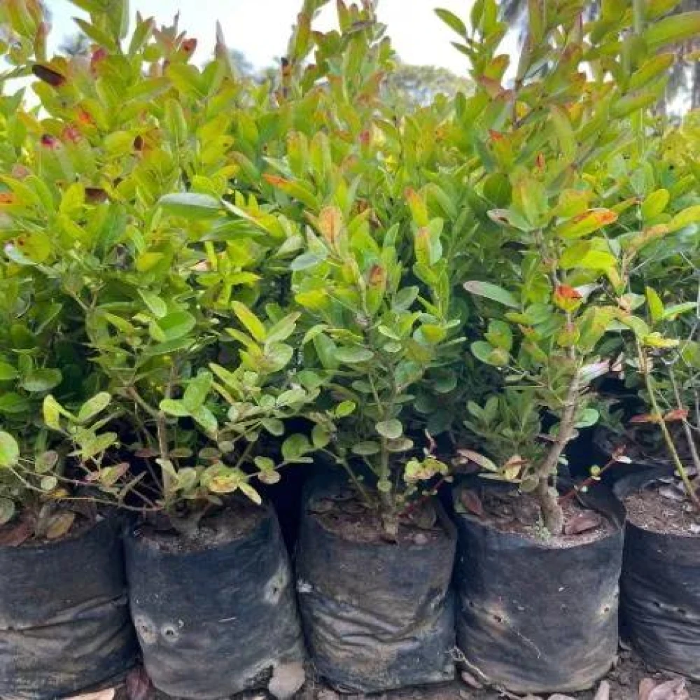 Koromcha Plant Hybrid