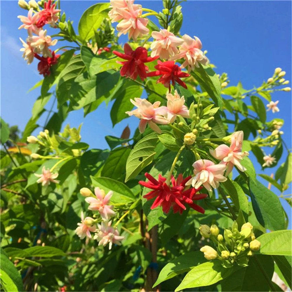 Kunjolota Tree Plant