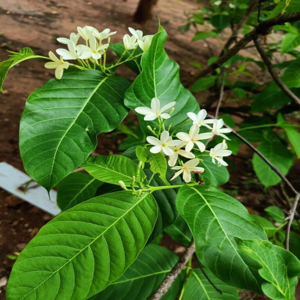 Kutaj, Girimollika Tree Plant