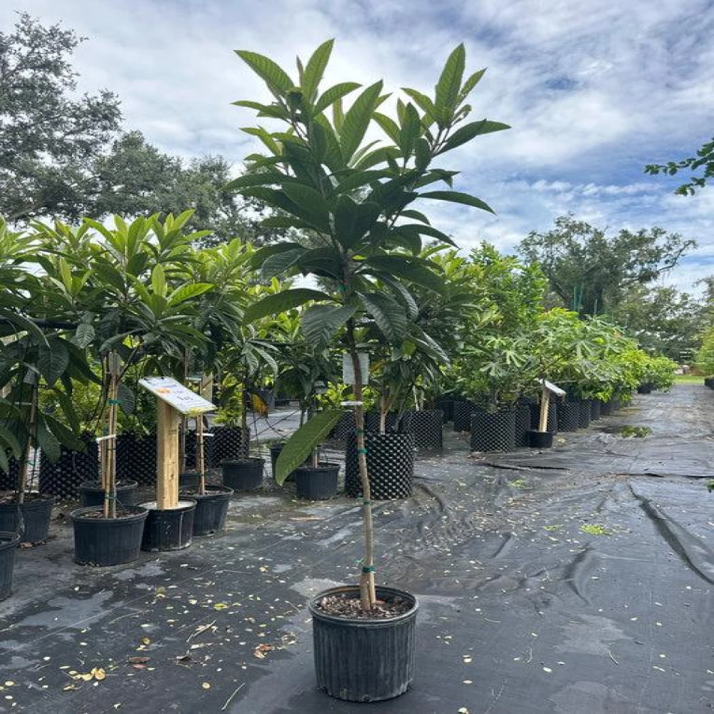 Loquat Fruit Plant-লোকার্ড ফল