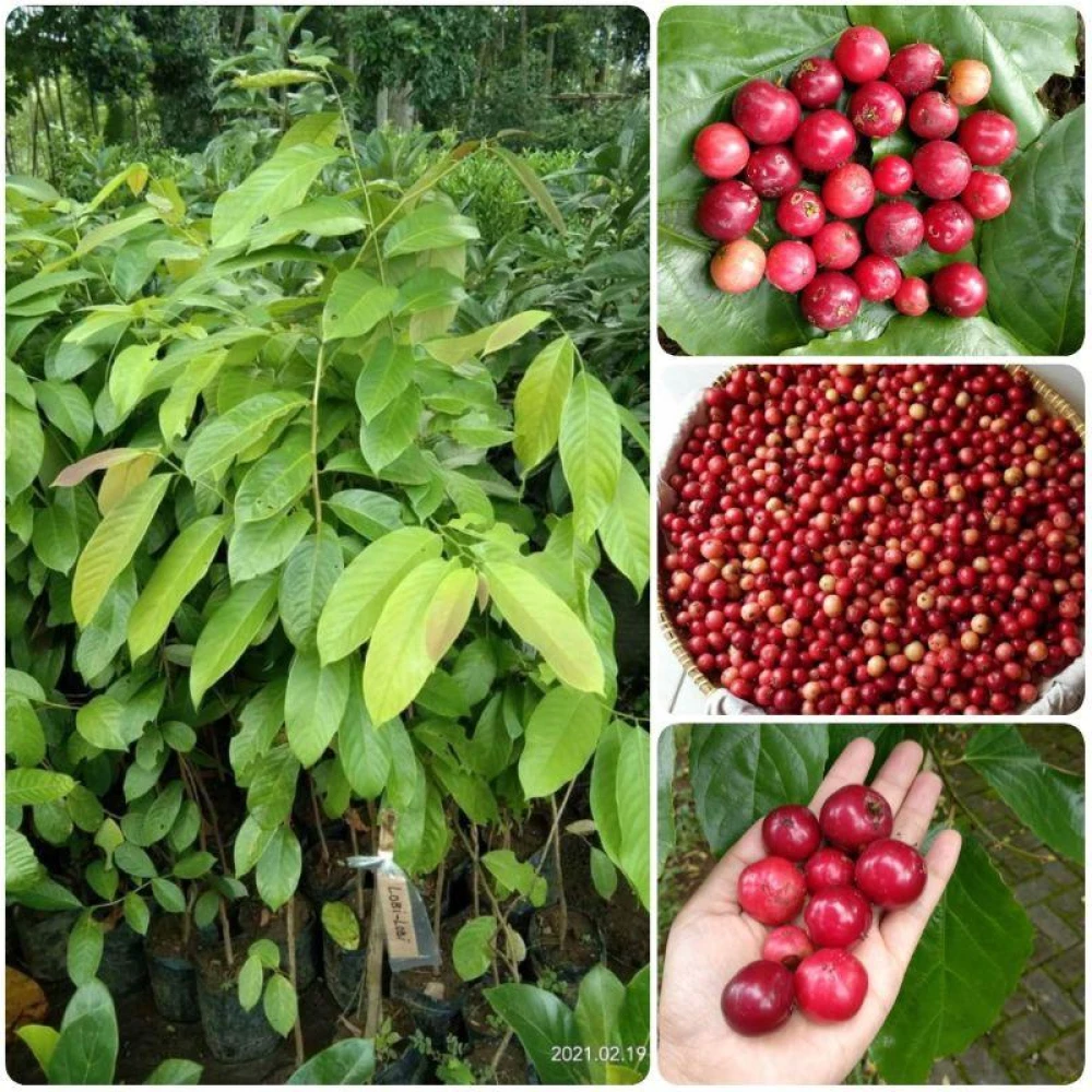 Love Lobi Fruit Plant