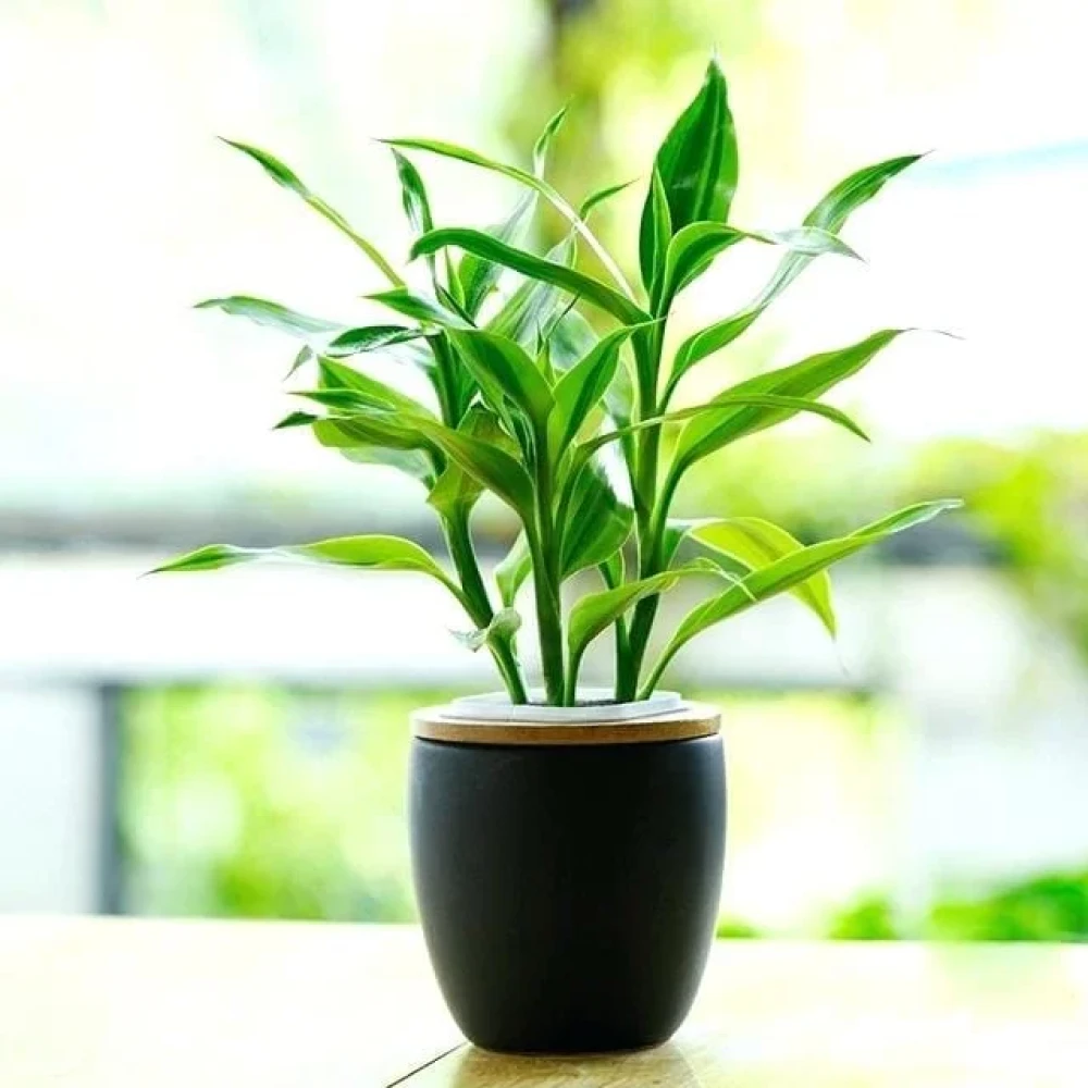 Lucky Bamboo 2layer
