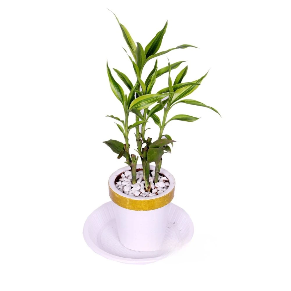 LUCKY BAMBOO DRACAENA DESK PLANT WITH GOLDEN WHITE CLAY PLANTER