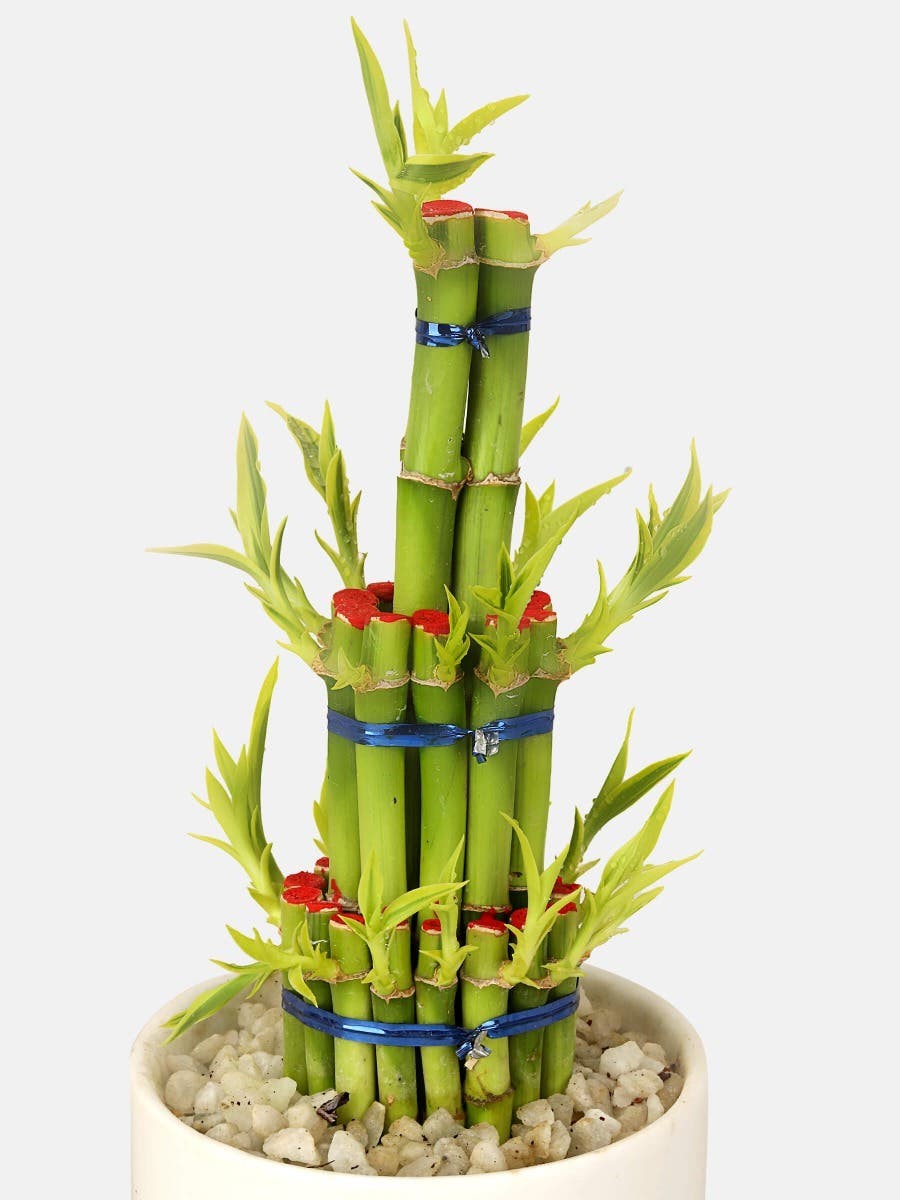 Lucky Bamboo with Ceramics Tub