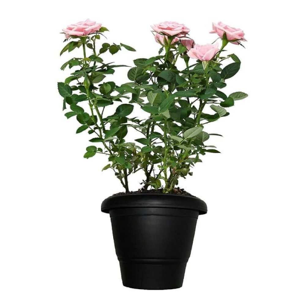 Lux Rose Plant