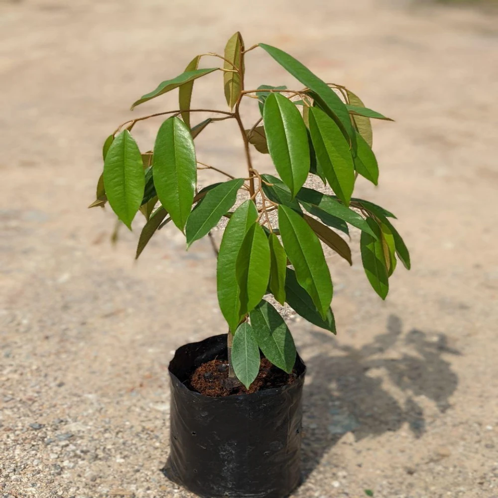 Malaysian Durian Tree Plant-ডুরিয়ান