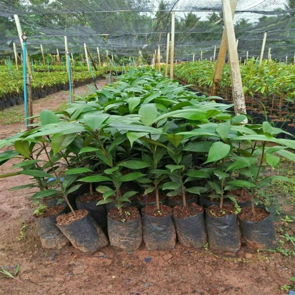 Mangosteen Fruit Plant-ম্যাংগোস্টিন