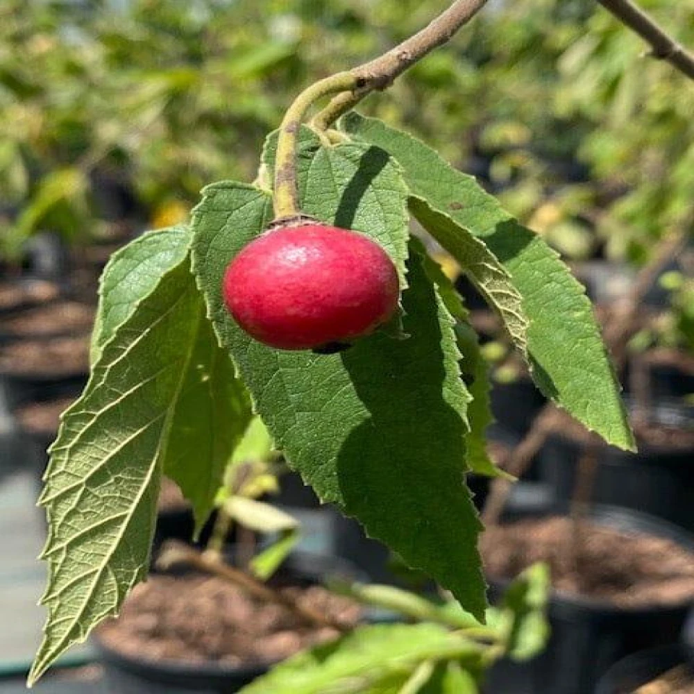 Manila Cherry Plant-ম্যানিলা চেরি