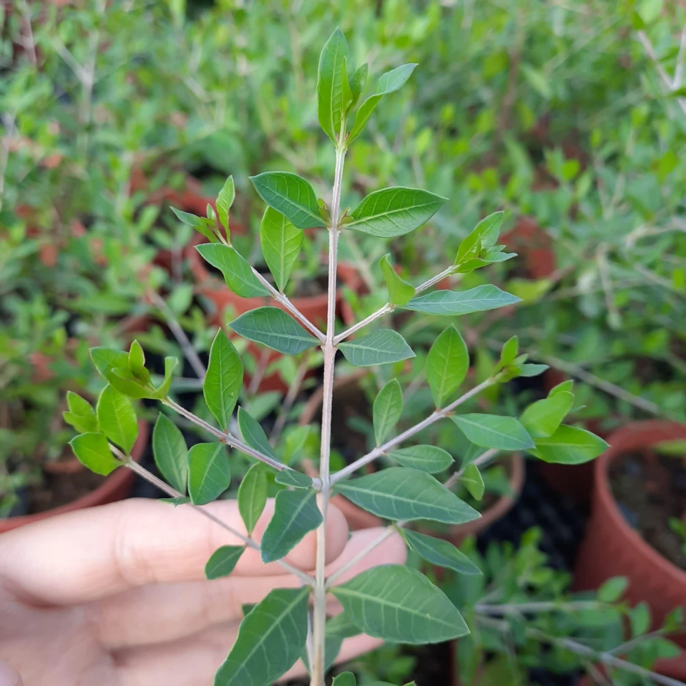 Mehedi Pata Plant