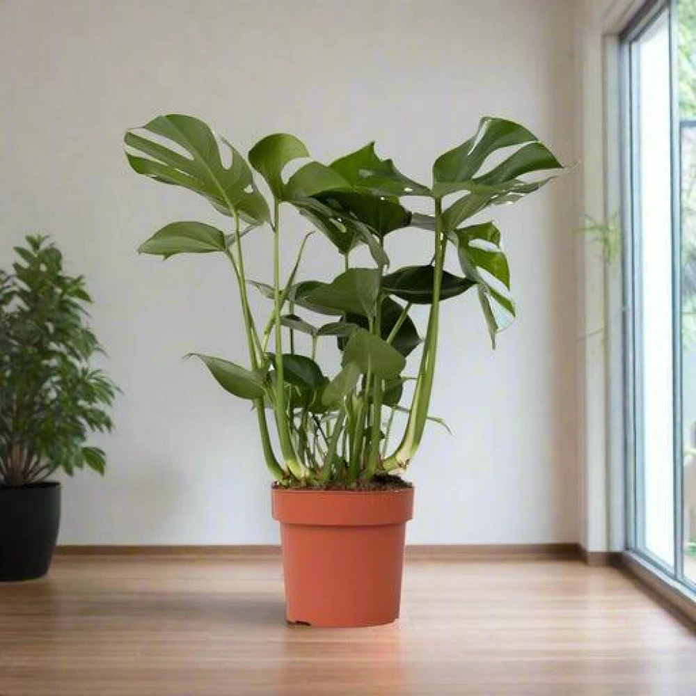 Monstera Indoor Plant