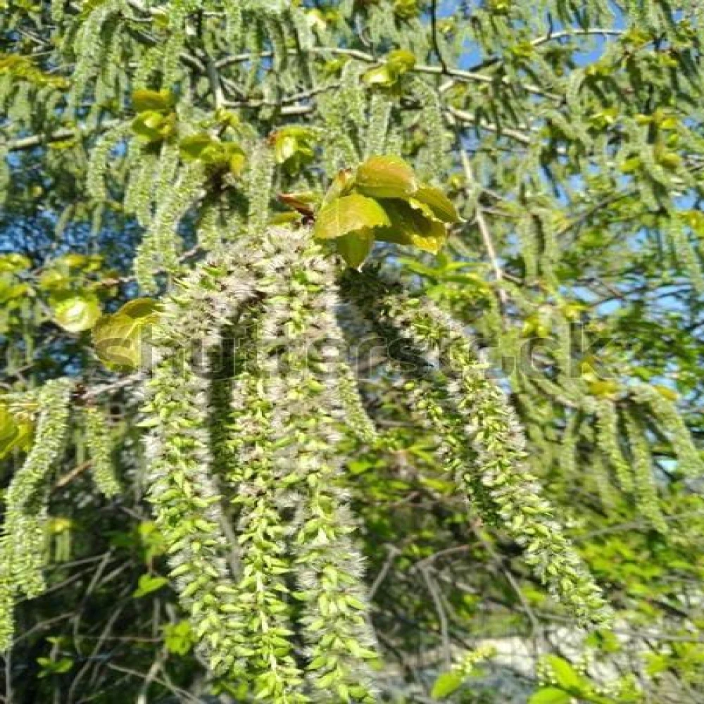Mulberry Tree