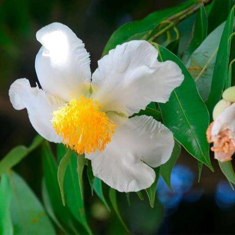 Nageshwar Flower Tree Plant