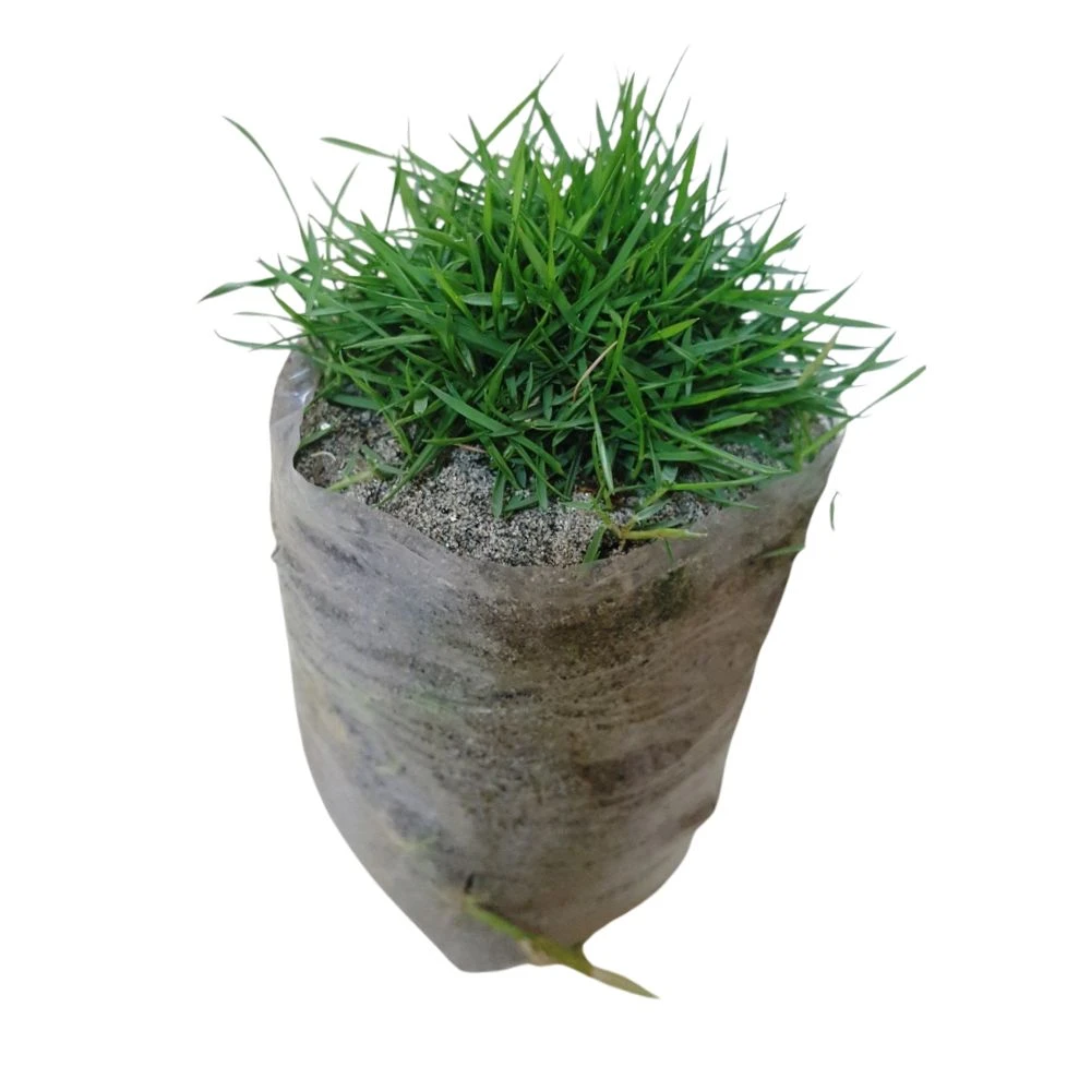 Natural Carpet Lawn Grass for Landscaping & Rooftop Gardening