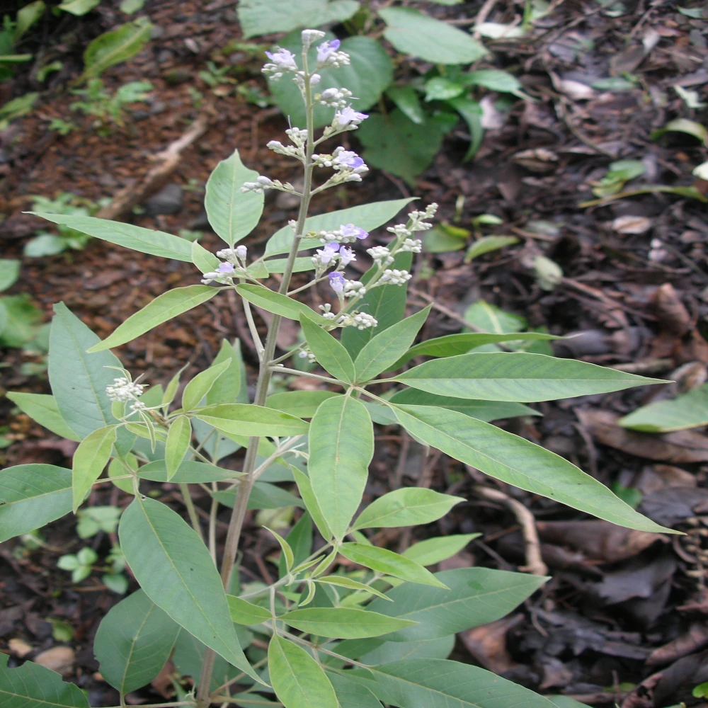 Nishinda Tree Plant