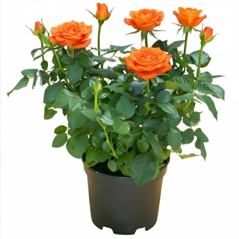 Orange Rose Plant