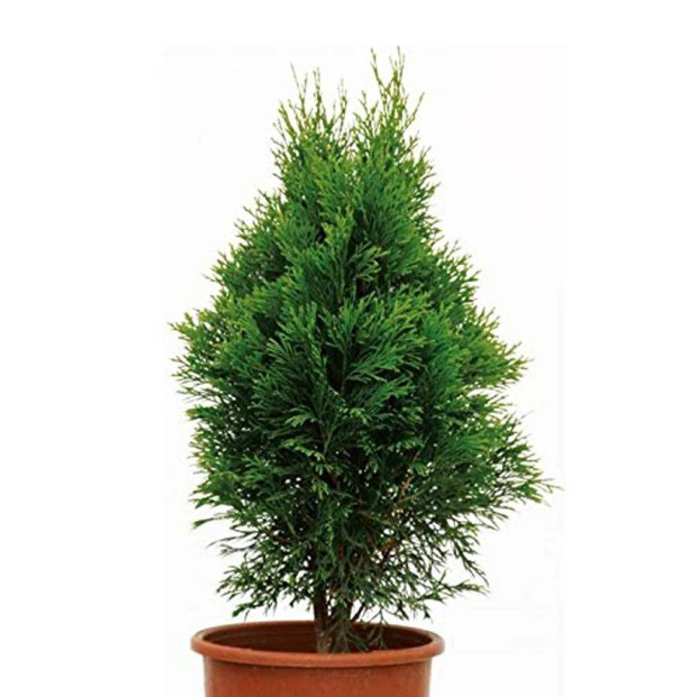 Pabon Jhau Tree