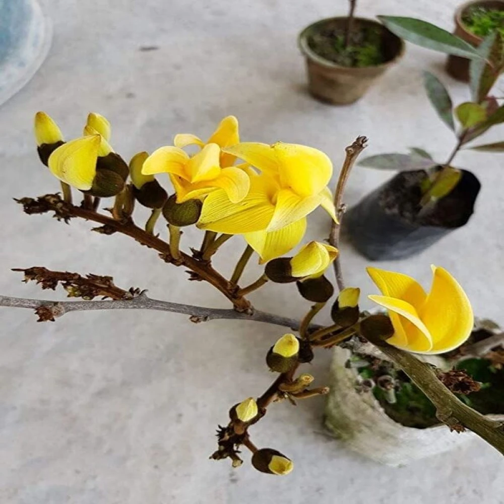 Palash Tree Plant Yellow