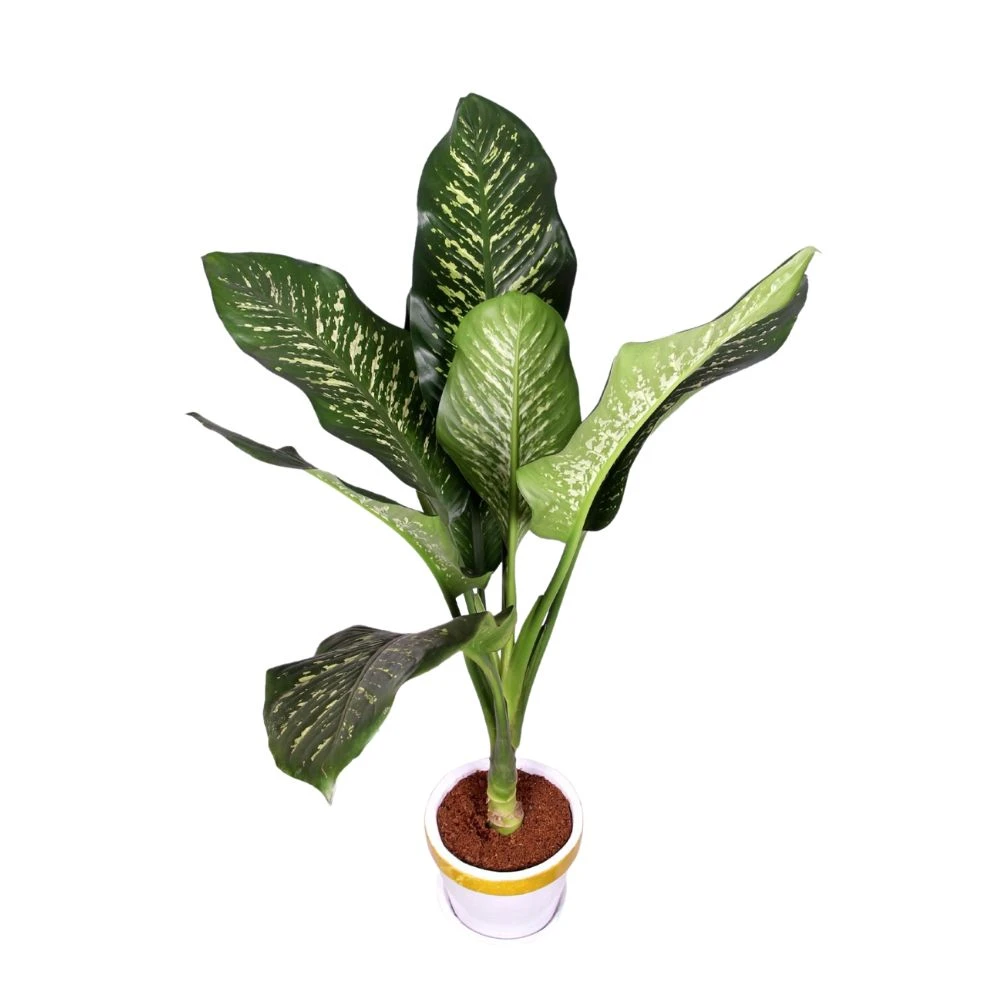 PATABAHAR WITH GOLDEN WHITE PLANTER - LARGE