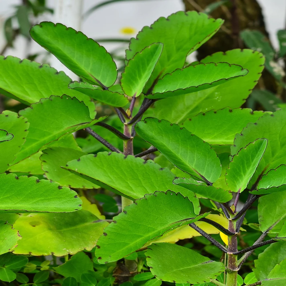 Pathorkuchi Tree Plant