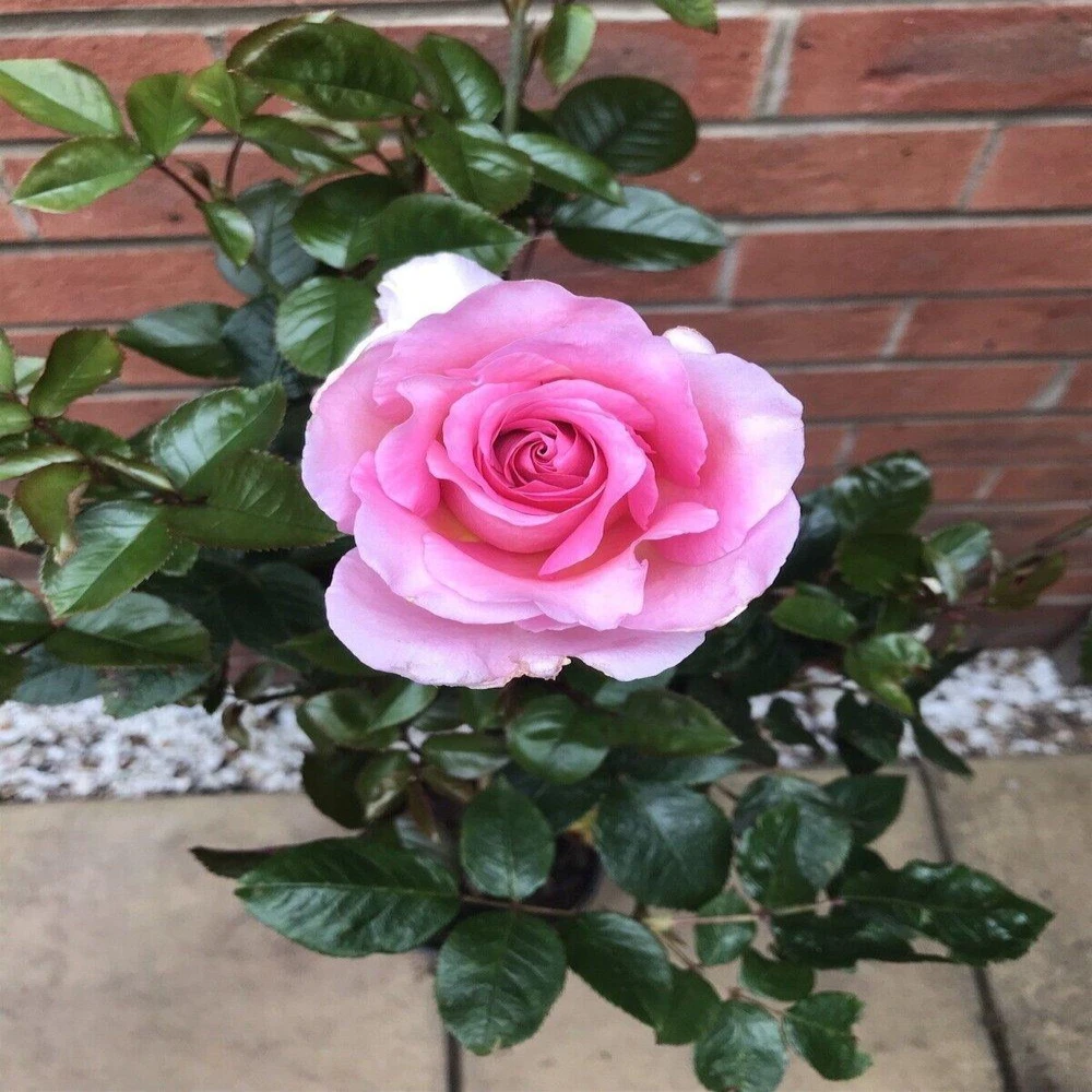 Pavamelan Rose Plant