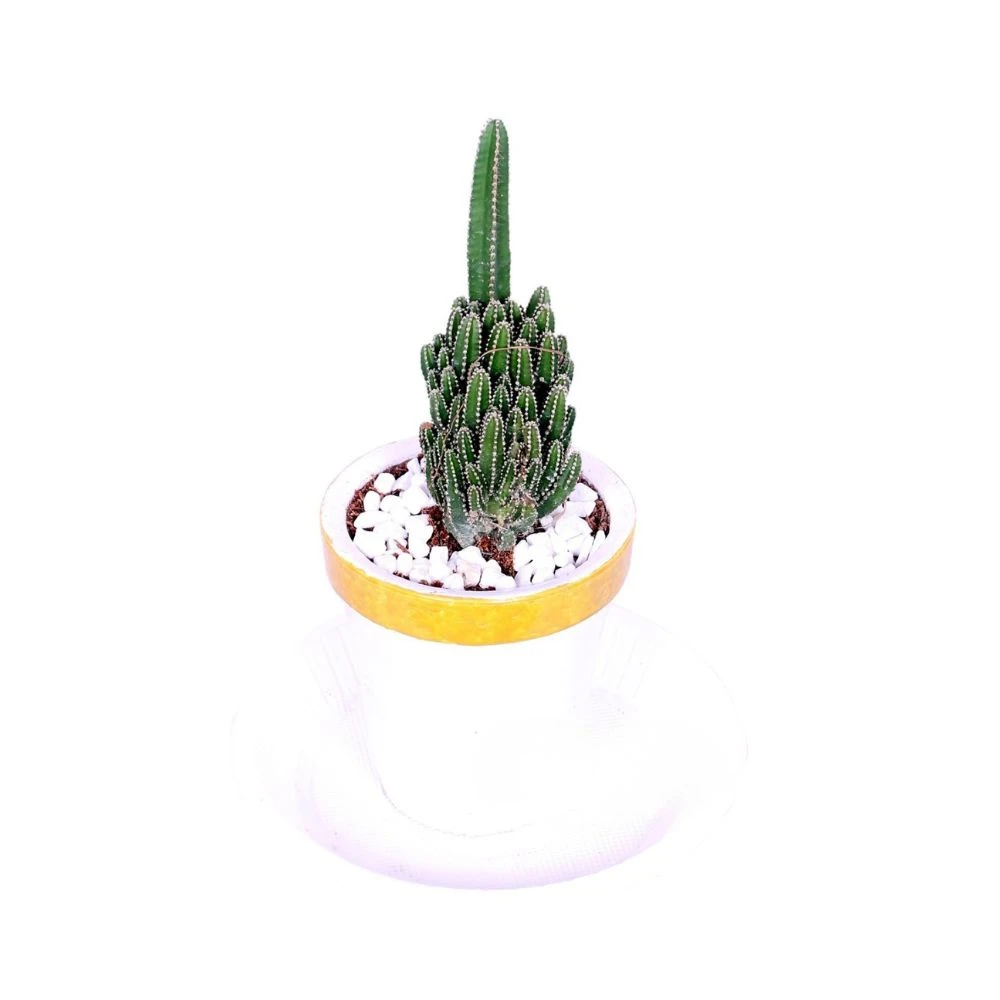 PENCIL CACTUS (GACODA) DESK INDOOR GIFT ITEM With Golden White Planter