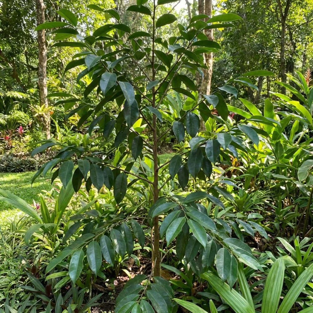 Plant- Agar Tree