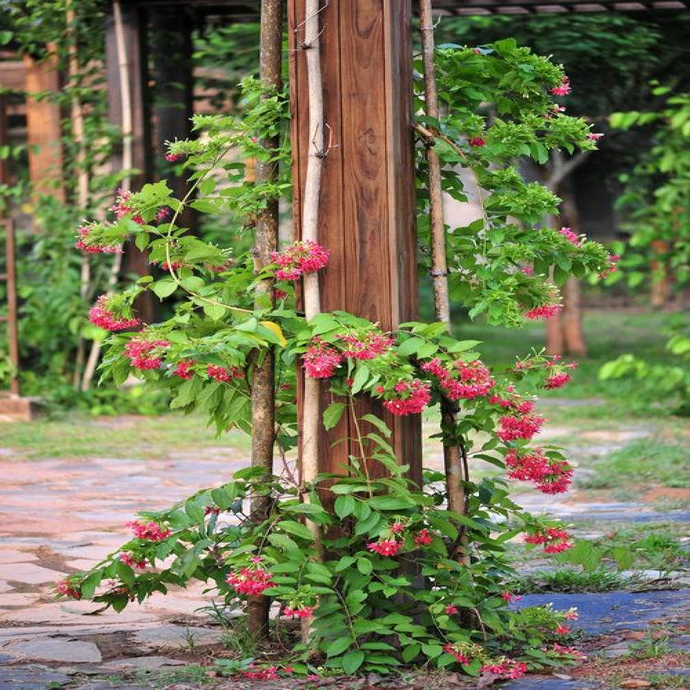 Rangoon Flower Plant