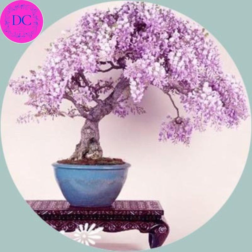 Rare Colourful Mini Bonsai Wisteria Tree Seeds