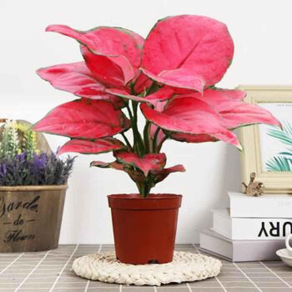 Red Aglonema Indoor Plant