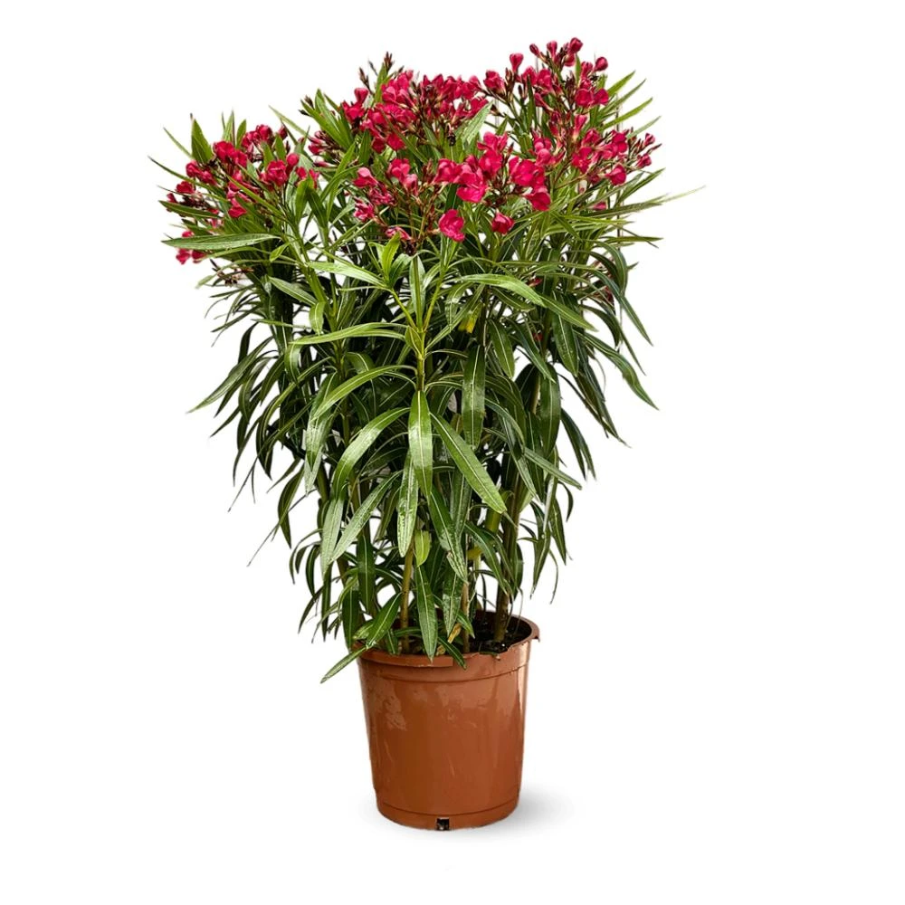 Red Karabi Flower