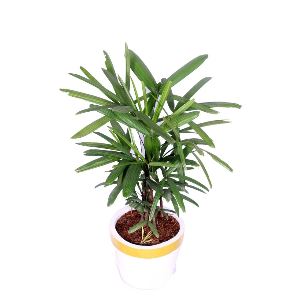 Rhapis Palm Indoor Plant Medium Size Bush Shape With Golden White Planter