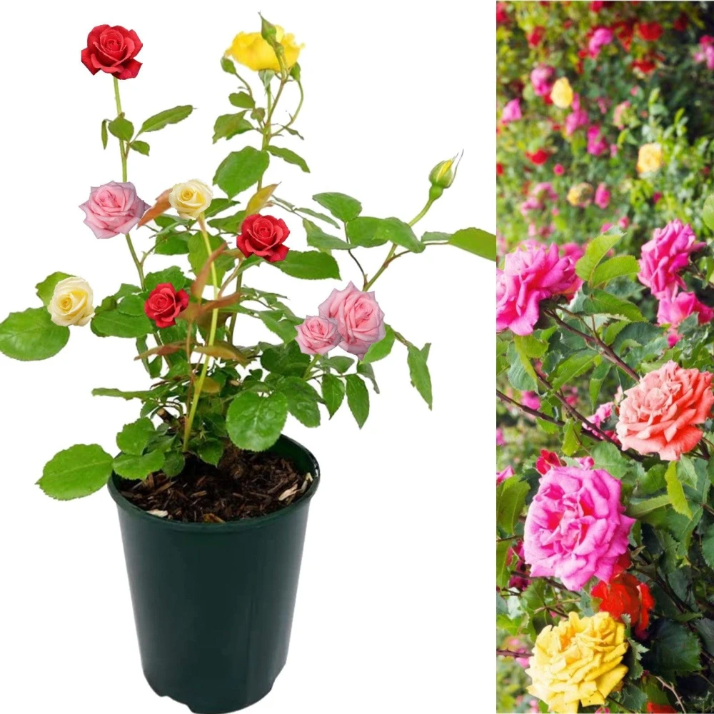 Rose Flower Plant 3 in 1