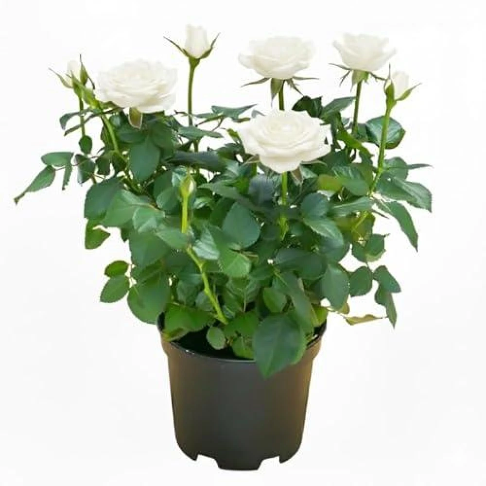 Rose Flower Plants White