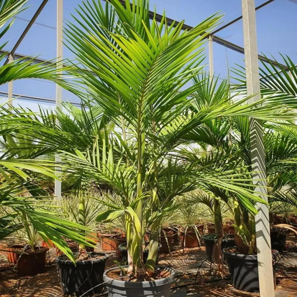 Royal Palm Plant