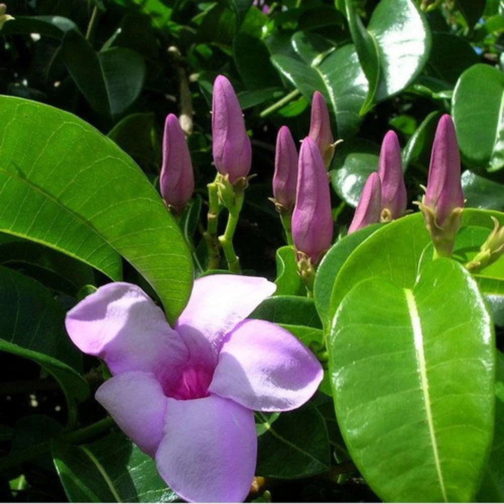 Rubber Vine Flower Plant