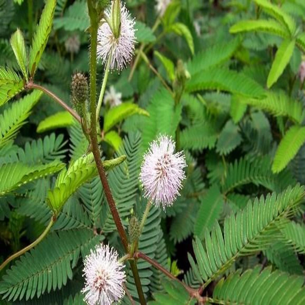 Shada Lojjaboti-Herbal