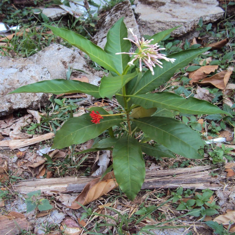 Shorpogandha Tree Plant