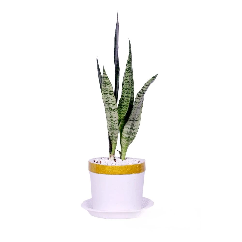 SNAKE PLANT DESK GOLDEN WHITE PLANTER