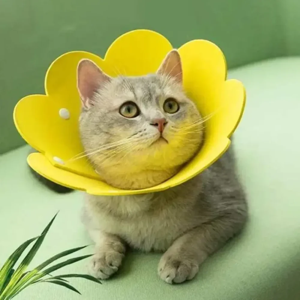 Sunflower Elizabeth Collar