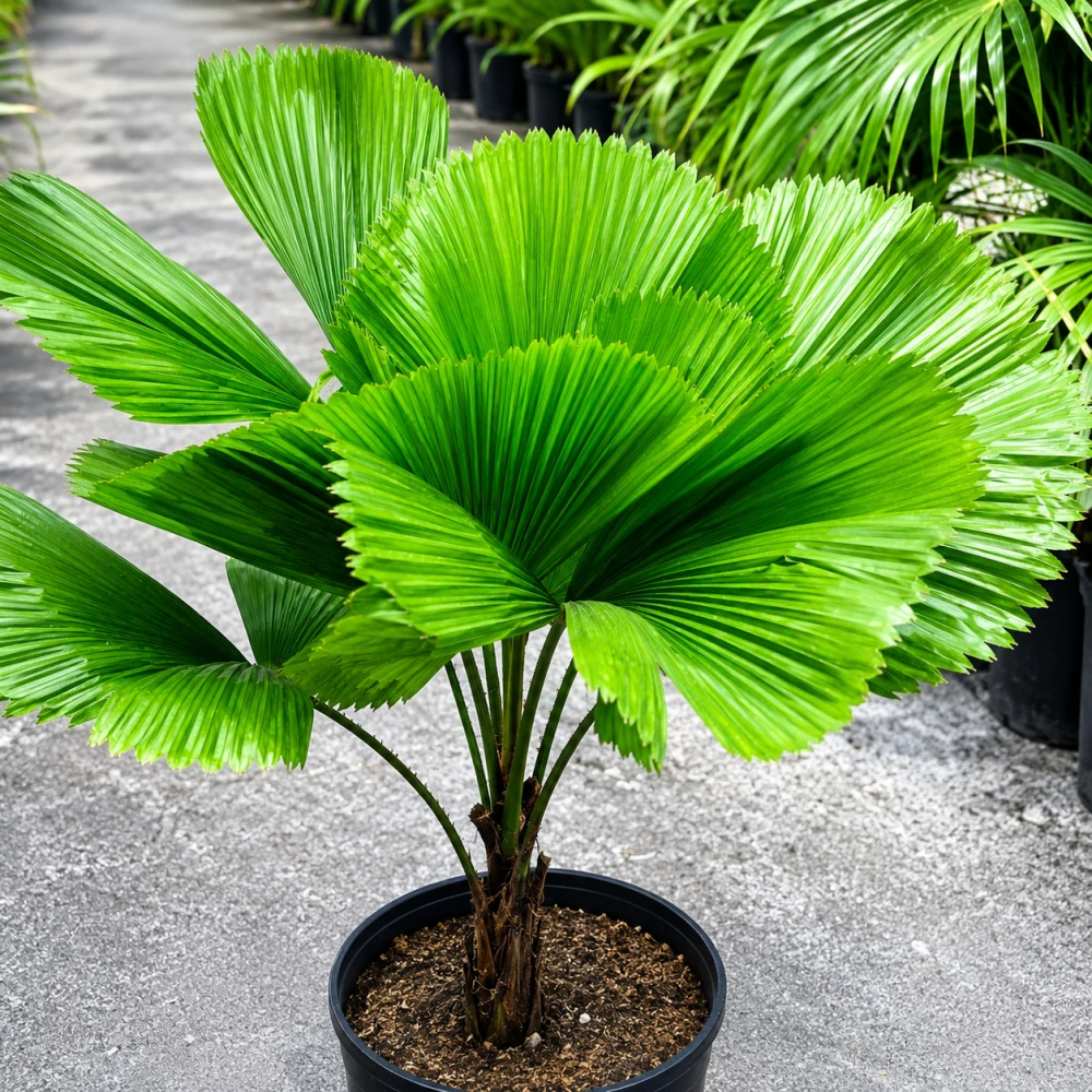 Taal Palm Plant