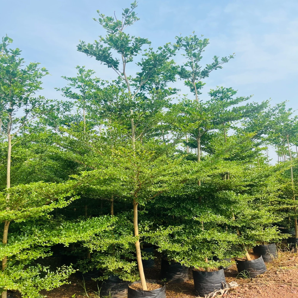 Terminal | Nakachua Tree Plant Green