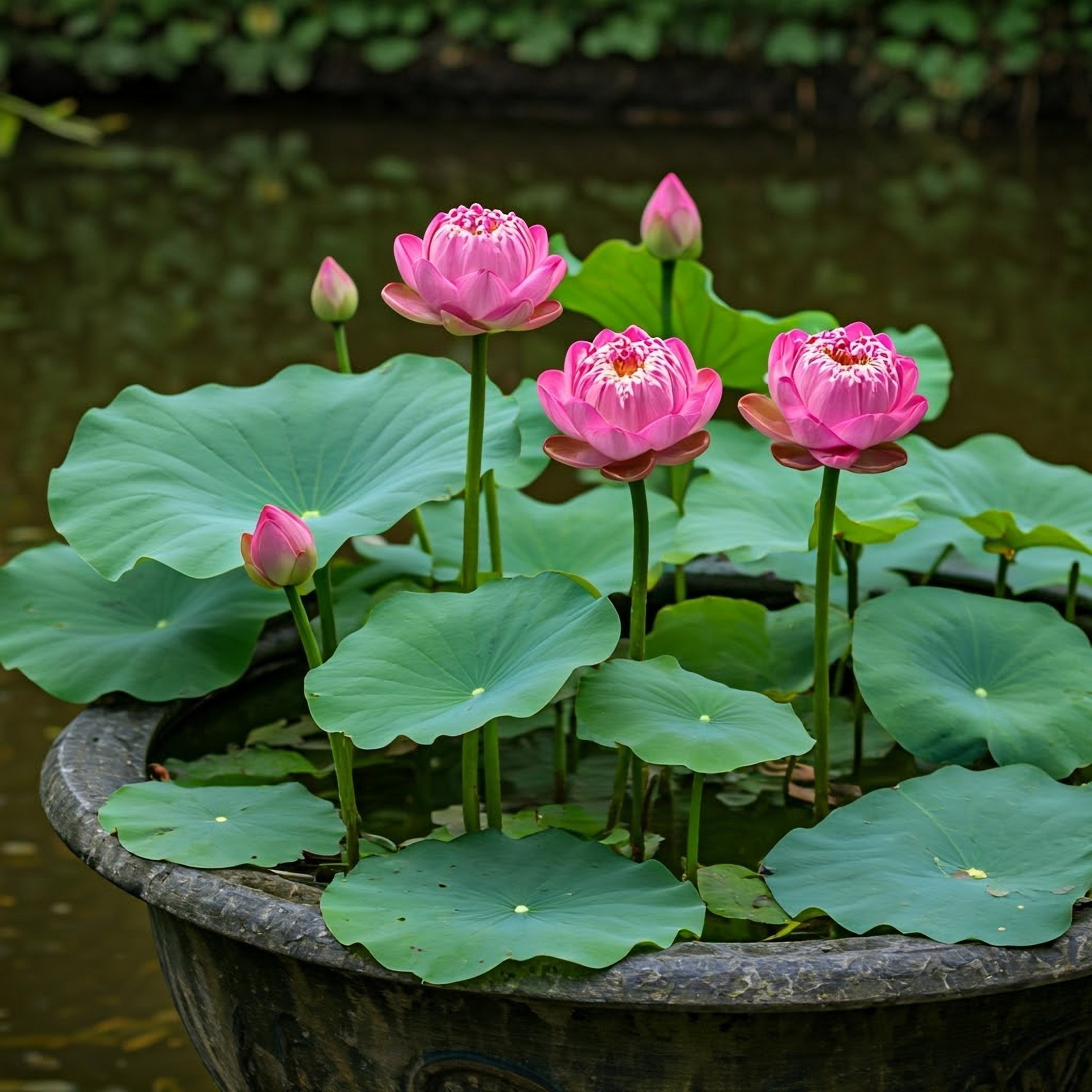 Thail Bowl Lotus Flower Tree