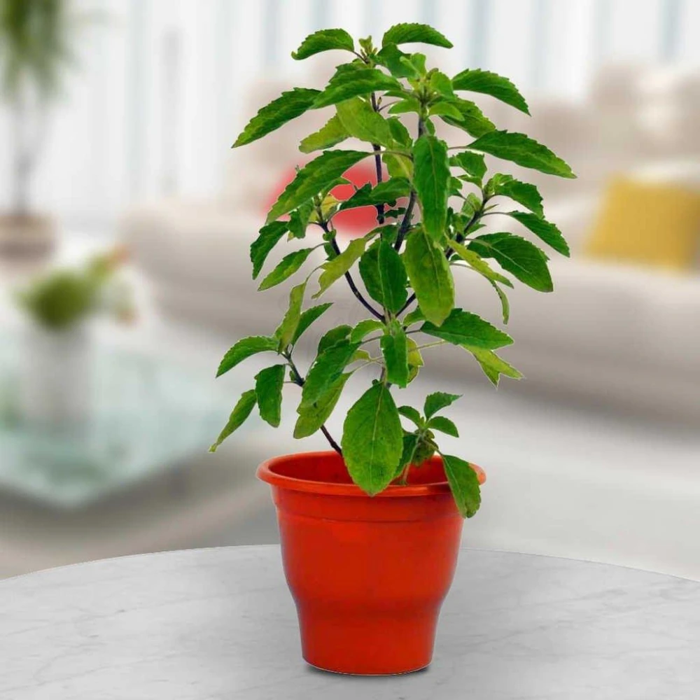 Tulsi Plant Indian